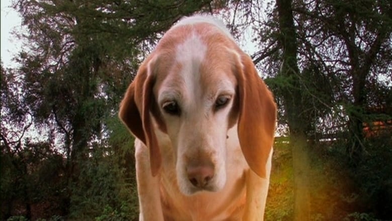Aussie and Ted's Great Adventure background
